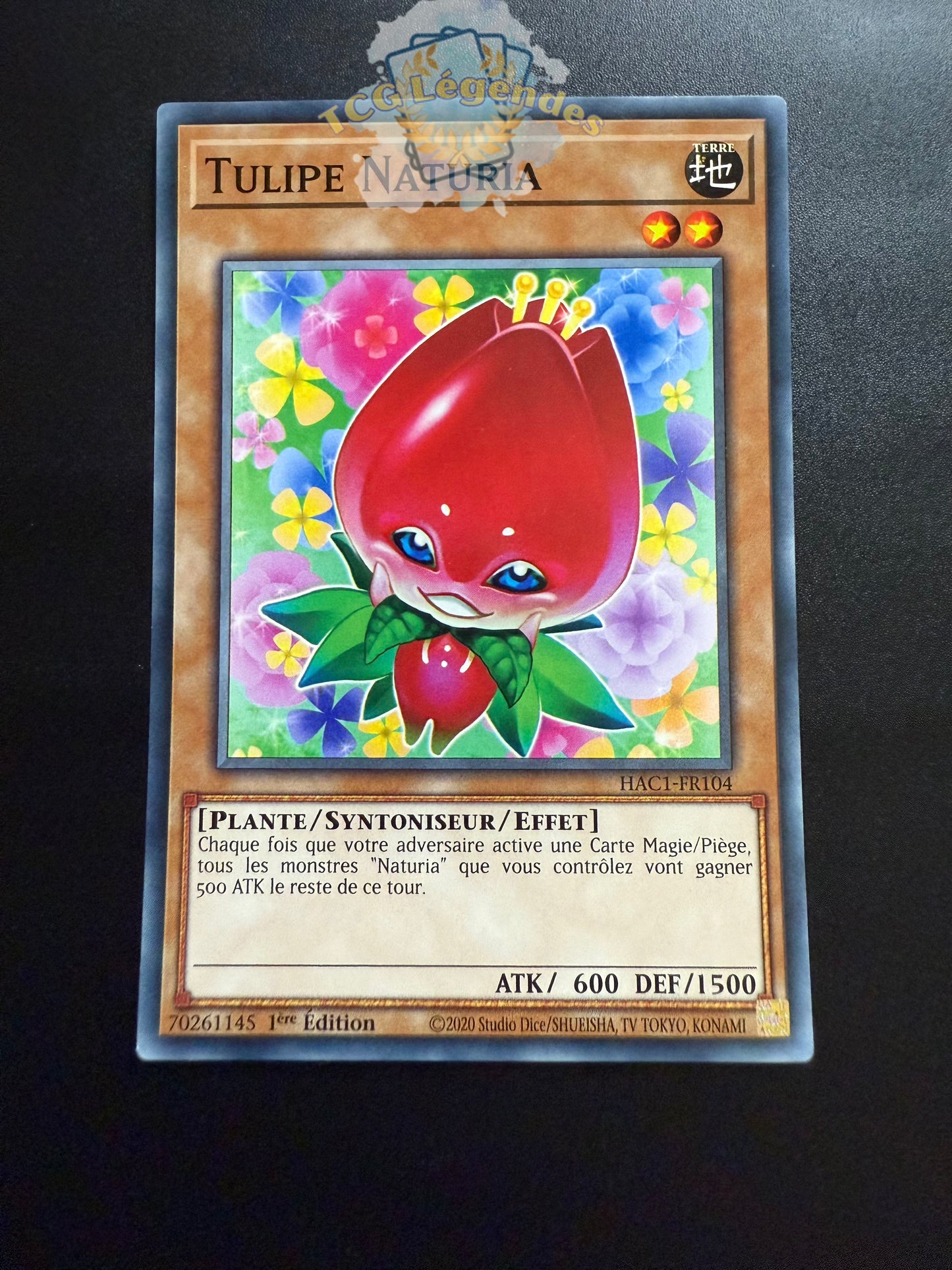 Tulipe Naturia HAC1-FR104