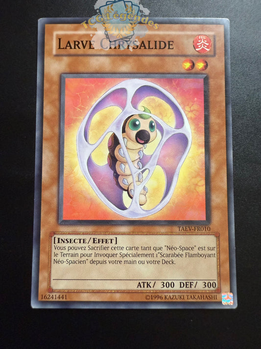 Larve Chrysalide TAEV-FR010